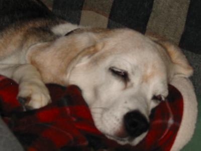 sleepy_beagle_2.jpg